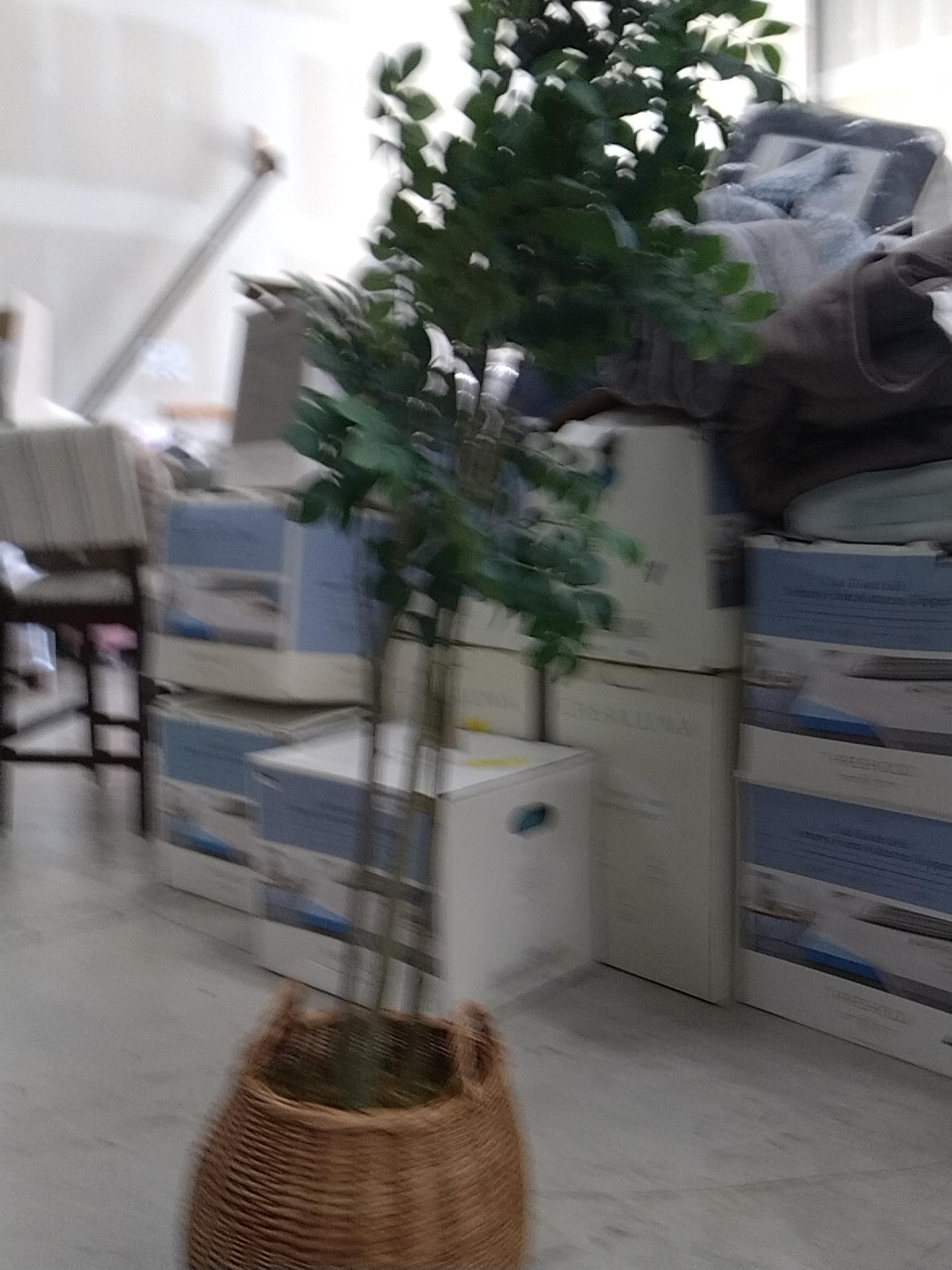 Artificial Pterocarpus Leaf Tree - Threshold designed with Studio McGee: Indoor Polyester Faux Plant, No Assembly Required