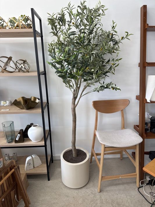 OLIVE TREE 6.5 FT.